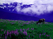 Olympic National Park