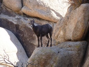 Joshua Tree National Park
