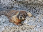 Sequoia National Park