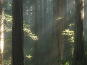 Redwoods National Park