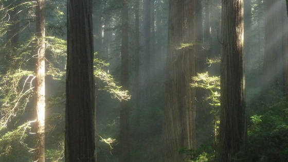 Redwoods National Park