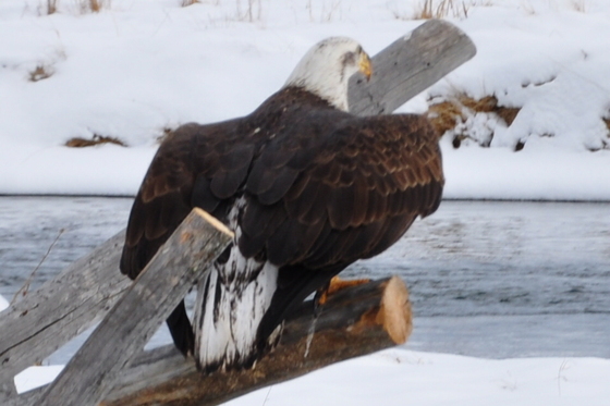 Yellowstone National Park