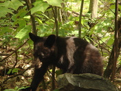Shenandoah National Park