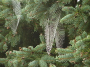 Acadia National Park