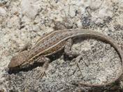 Joshua Tree National Park