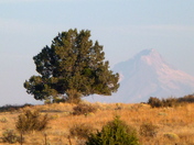 Mt. Hood & Mount Hood National Forest