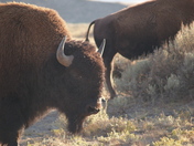 Yellowstone Natio0nal Park