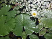 Boundary Waters Canoe Area Wilderness