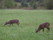 Great Smoky Mountains National Park