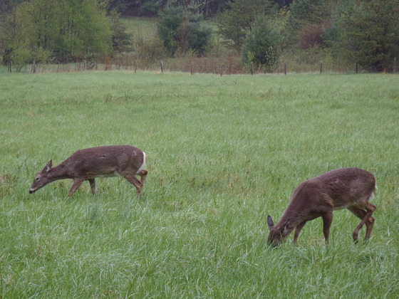 Great Smoky Mountains National Park