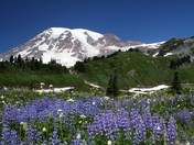 Mt. Rainer