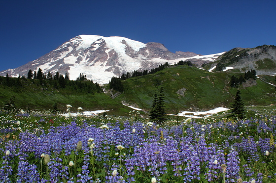 Mt. Rainer