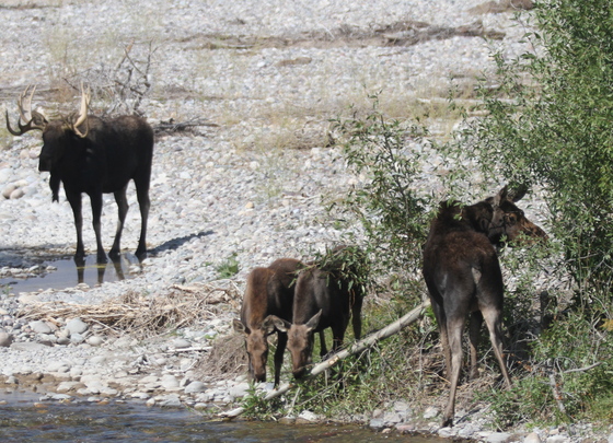 Teton NP