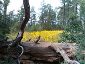 Oak Creek Canyon, Sedona