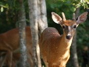 Cape Hatteras National Seashore
