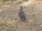 Black Canyon of The Gunnison National Park
