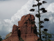 Coconino National Forest
