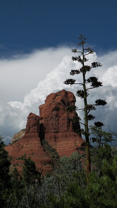 Coconino National Forest