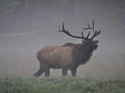 Great Smokey Mountains