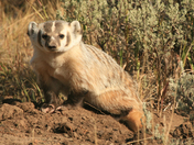 Yellowstone National Park, Wyoming