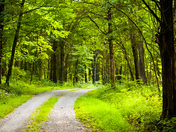Great Smokey Mountain National Park