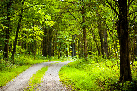 Great Smokey Mountain National Park