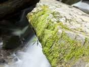 Great Smokey Mountain National Park