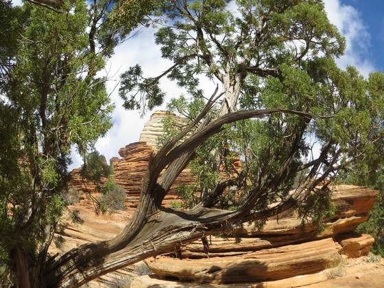 Zion