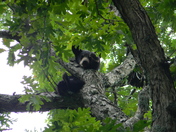 Shenandoah National Park