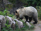 Glacier National Park