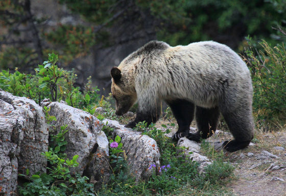 Glacier National Park