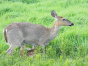 shenandoah National Park