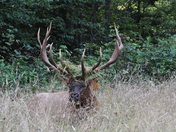 Great Smokey Mountains NP