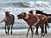 Assateague Island National Seashore