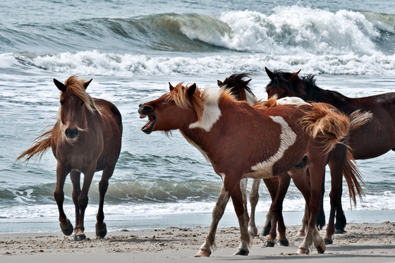 Assateague Island National Seashore