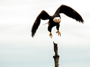 Blackwater National Wildlife Refuge