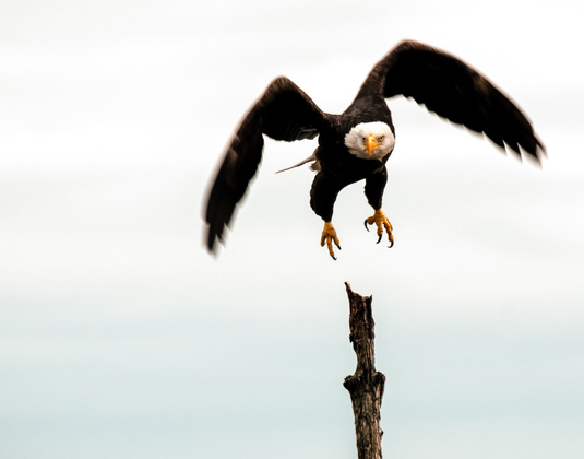 Blackwater National Wildlife Refuge