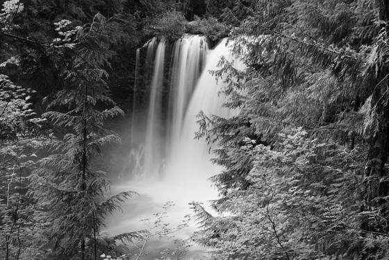 Willamette National Forest
