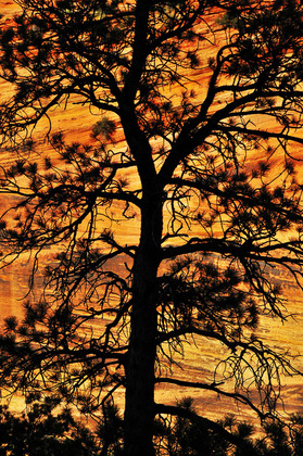 Zion National Park