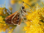 Inyo National Forest