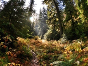 Olympic National Park