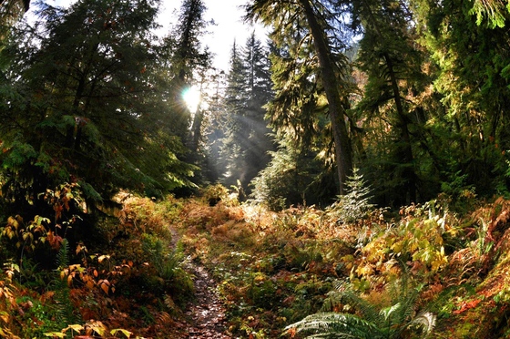 Olympic National Park