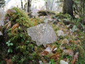 Olympic National Park