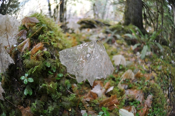 Olympic National Park