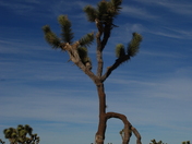 Joshua Tree National Park