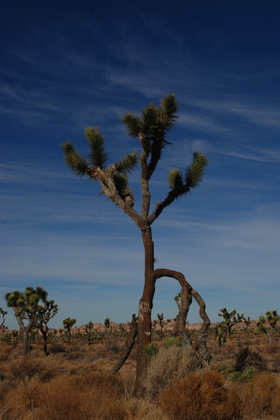 Joshua Tree National Park