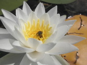 Allegheny National Forest