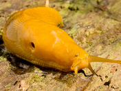 Redwood National Park