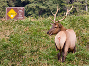 Redwood National Park