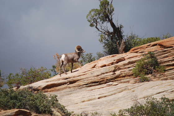 Zion National Park
